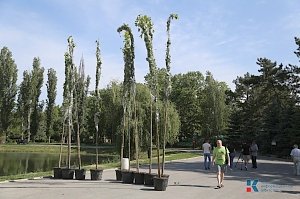 Следующей весной симферопольцы смогут сфотографироваться между тюльпанных деревьев