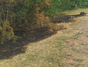 Огнеборцы продолжают ликвидировать загорания сухой травы