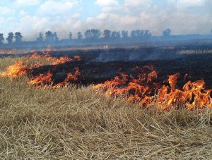 В Крыму продолжает загораться сухая трава