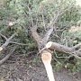 За вырубку краснокнижных деревьев крымчанина будут судить