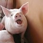 Риск возникновения в Крыму между домашних свиней африканской чумы очень большой, — Госкомветеринарии