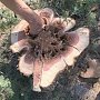 Вырубленные деревья в Гаспре компенсируют посадкой таких же растений в двойном объеме