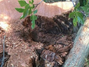 На месте вырубленных деревьев в Гаспре высадят новые