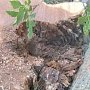 На месте вырубленных деревьев в Гаспре высадят новые
