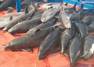 Задержанных в Азовском море украинских браконьеров будут судить по законам Российской Федерации