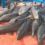 Задержанных в Азовском море украинских браконьеров будут судить по законам Российской Федерации