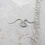 Руководство парка в Симферополе опровергло появление ядовитых змей