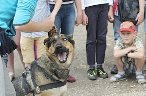 Полицейский с чутким нюхом и мертвой хваткой: севастопольские кинологи познакомили детей со служебными собаками