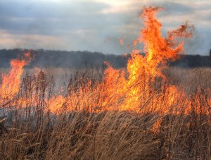 Крымские спасатели ликвидировали почти 50 возгораний травы за сутки