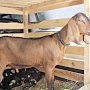 Нубийскому козлу из Бахчисарайского района привезли двух новых самок для качественного потомства