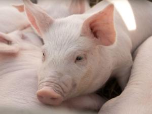 В населённых пунктах первых угрожаемых зон Белогорского района истекли ограничения на содержание и разведение свиней