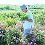 Аграрии НИИ сельского хозяйства Крыма на две недели раньше соберут урожай лепестков роз