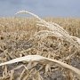 Четыре крымских района готовы объявить чрезвычайную ситуацию «засуха», — Рюмшин