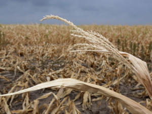 Засуха и увеличение цены на ГСМ имеют возможность стать для аграрного сектора республики невосполнимым ударом, — Рюмшин