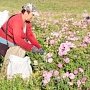 Собрано пятьдесят тонн лепестков роз! Легендарная «Крымская Роза» оживает