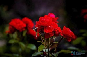 Цветущие розы в ботаническом саду им. Н. В. Багрова Таврической академии КФУ