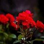 Цветущие розы в ботаническом саду им. Н. В. Багрова Таврической академии КФУ