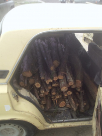 В Бахчисарайском районе полицейскими установлен факт незаконной рубки лесных насаждений