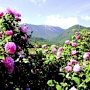 Алушта проведет IV фестиваль «Алуштинская роза»
