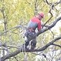 После вмешательства прокуратуры в Керчи обрезали дерево поблизости от дома