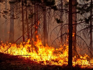 Почти 25 гектаров лесной подстилки сгорело в Крыму