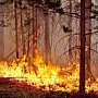Почти 25 гектаров лесной подстилки сгорело в Крыму