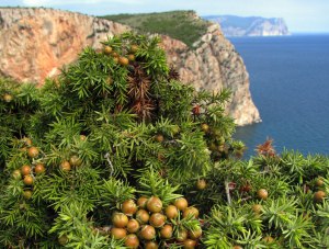 Минкурортов призывает крымчан к сохранению можжевельника