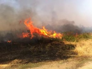 В Крыму увеличилось число возгораний на открытой местности