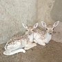 Пополнение в Бахчисарайском зоопарке: шесть самок породы европейская лань принесли потомство