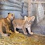 Госкомветеринарии Крыма установил факт негуманного отношения к детенышу льва в парке львов «Тайган»