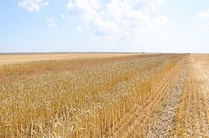 Уборочная акция ранних зерновых в Черноморском районе выходит на финишную прямую
