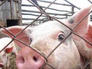 В Крыму свиней стало меньше