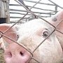 В Крыму свиней стало меньше
