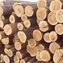 Минимущество Крыма приглашает поучаствовать в аукционах по продаже древесины