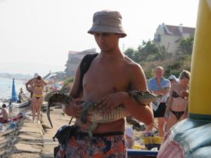 Минкурортов Крыма просит граждан не фотографироваться с животными на пляжах и набережных и не платить незаконным коммерсантам