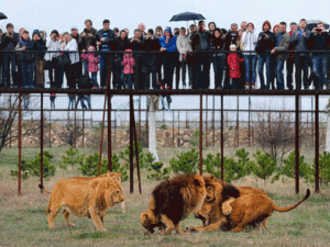 В полицию поступило заявление от туристки, которую укусил лев в сафари-парке «Тайган»