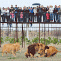 В полицию поступило заявление от туристки, которую укусил лев в сафари-парке «Тайган»