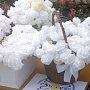 В Евпатории пройдёт благотворительная акция «Белый цветок»