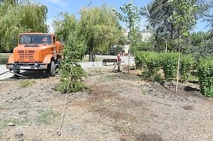 Специалисты администрации Симферополя разработали технологическую карту по содержанию новых деревьев