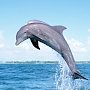В Крыму разрабатывают регламент по спасению дельфинов