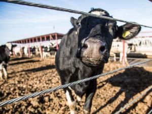 В Крыму нашли трёх подверженных лейкозу коров