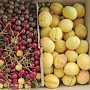 Севастопольские аграрии собрали рекордный урожай фруктов