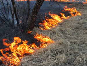 За месяц спасатели ликвидировали более 120 возгораний сухой растительности