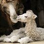 Верблюдица Элла из «9-й роты» привела потомство в симферопольский зооуголок