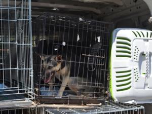 В Кировском районе отловят и стерилизуют бездомных животных