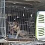 В Кировском районе отловят и стерилизуют бездомных животных