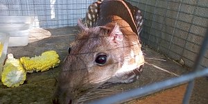 Новый грызун Жужа появился в бахчисарайском зоопарке
