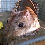 Новый грызун Жужа появился в бахчисарайском зоопарке