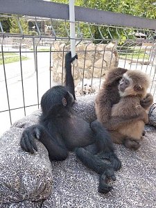 Директор Бахчисарайского зоопарка не против, что гиббоны приняли его за свою маму