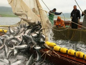 В Крыму снизился вылов рыбы